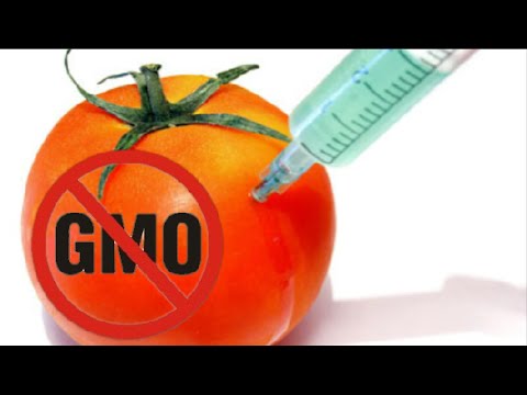 How GMO Food Kills Us – the vast majority of Americans eat genetically modified foods on a daily basis